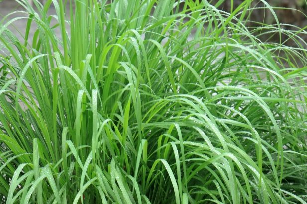 館山レモングラス